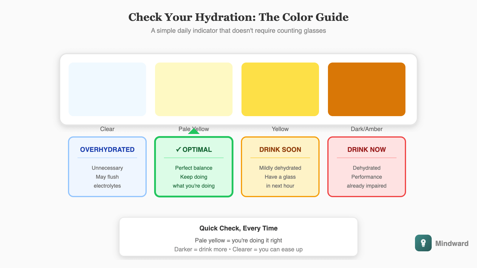 Urine color chart showing hydration levels: Clear (overhydrated/unnecessary), Pale yellow (optimal), Yellow (mildly dehydrated, drink soon), Dark yellow/amber (dehydrated, drink now). Simple visual guide.