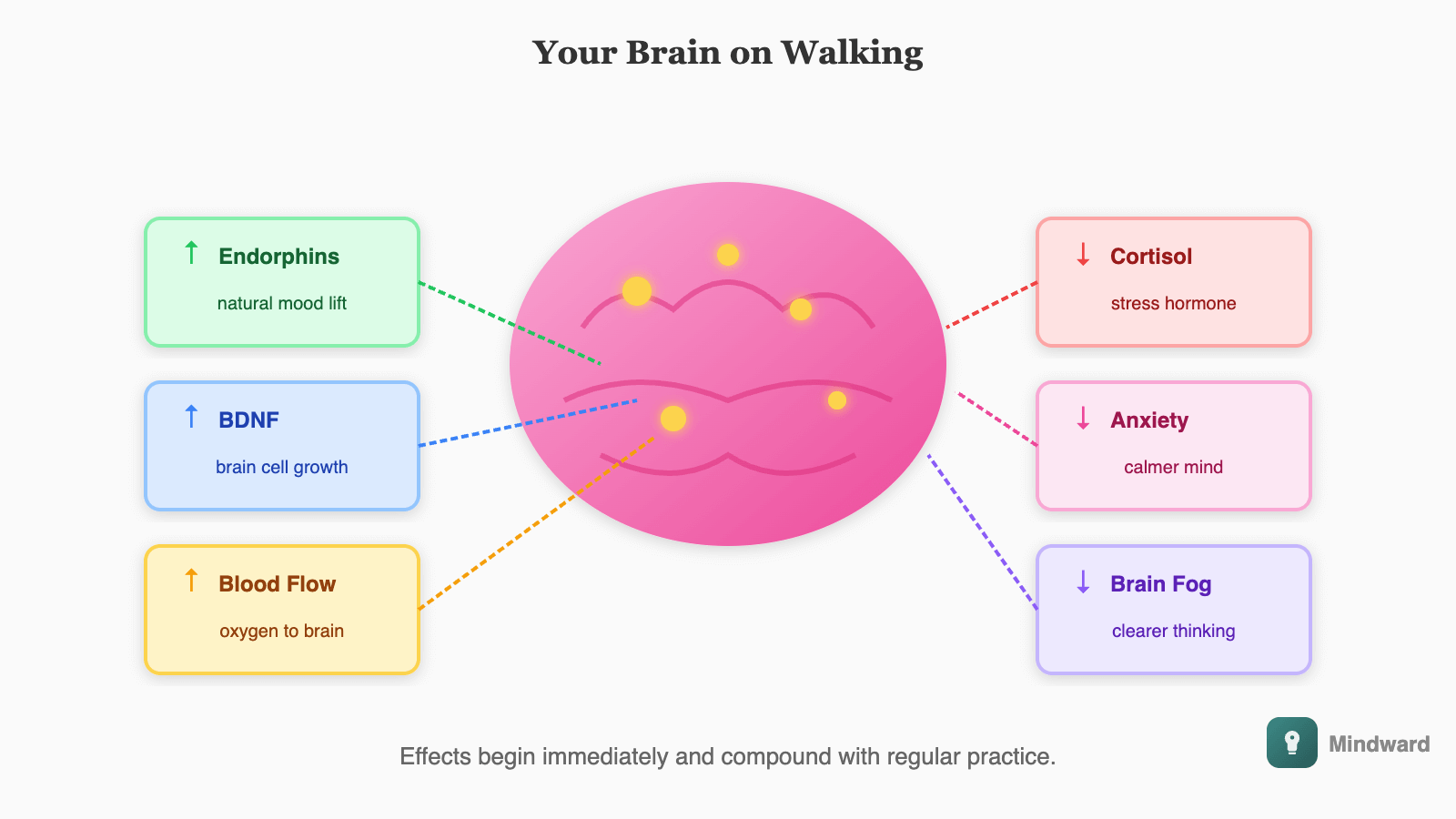 Brain illustration showing neurotransmitter changes during walking: increased endorphins, serotonin, and BDNF; decreased cortisol. Arrows show mood lifting, stress dropping, and clarity increasing.