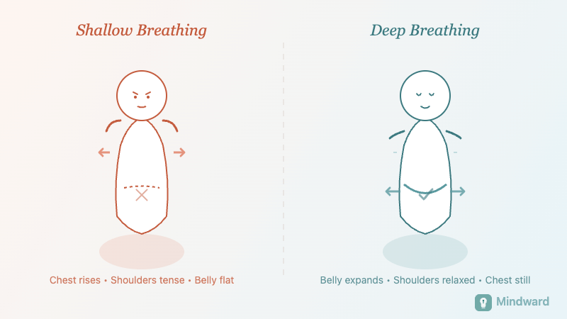 Illustration comparing shallow chest breathing versus deep diaphragmatic belly breathing